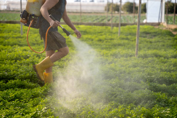Best Wasp Removal Services  in Melissa, TX