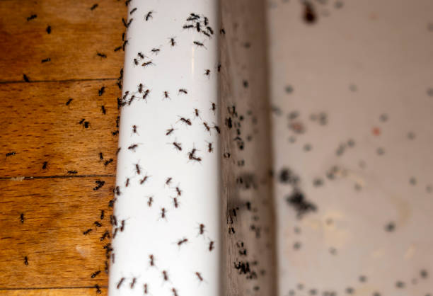 Best Termite Control Services  in Melissa, TX