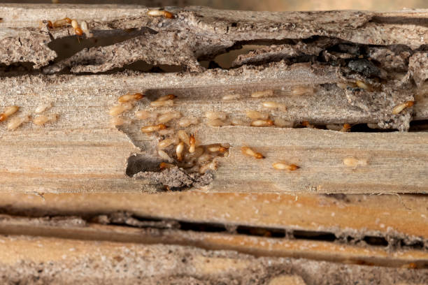 Best Pest Removal Services  in Melissa, TX