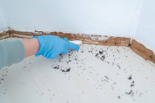 Pest Prevention Services in Melissa, TX